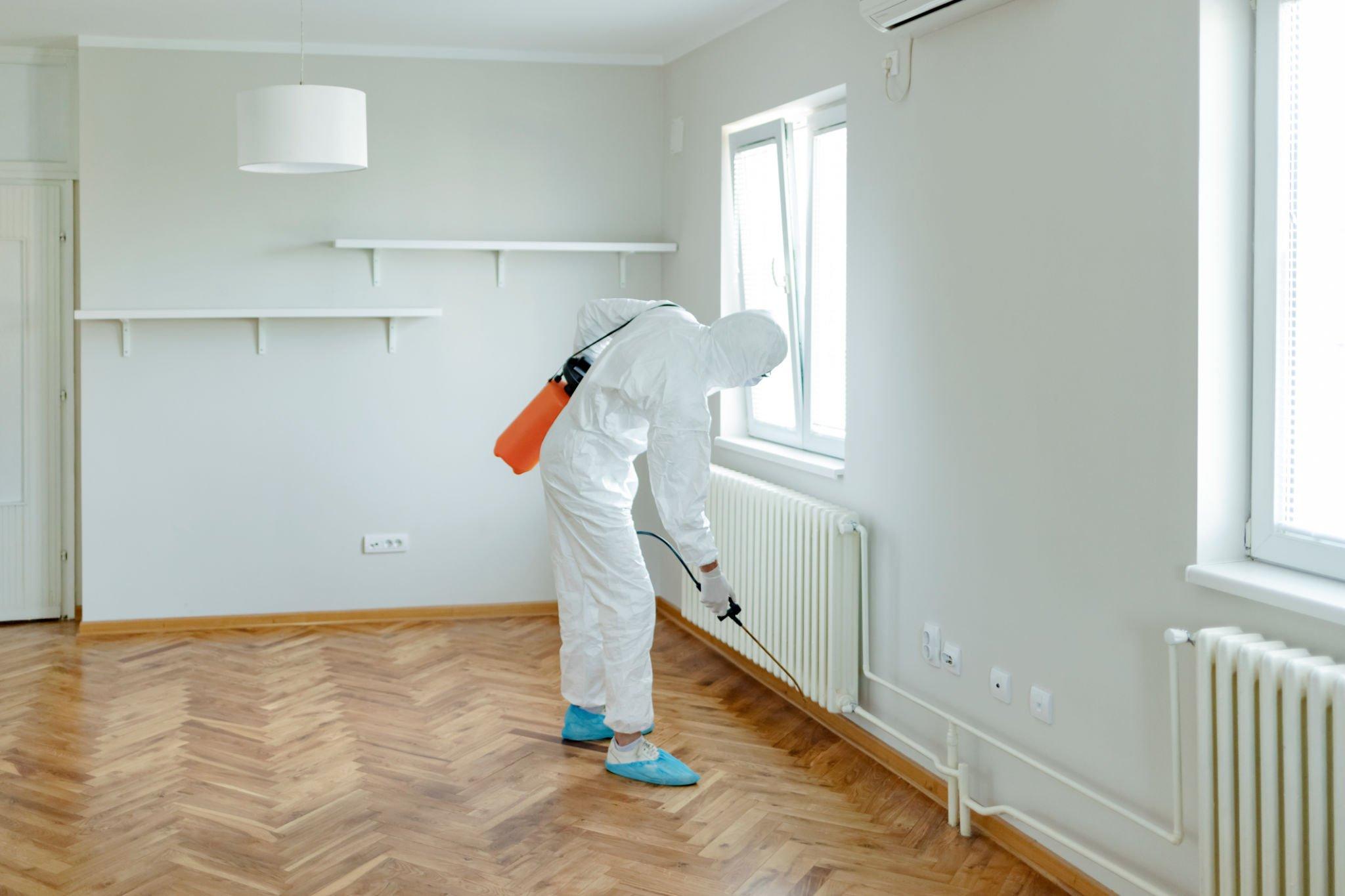 Pest Infestation – What Household Pests Can Do